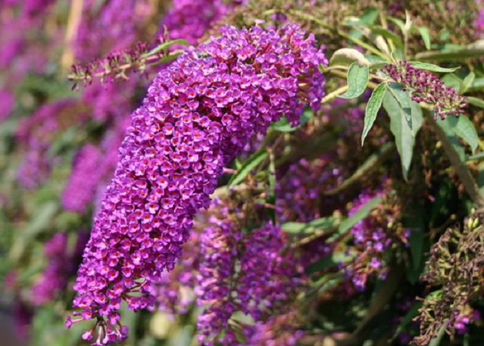 Buddleila D Nanho Purple Lilás virágú Nyári orgona